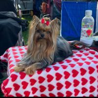 Chiot yorkshire femelle a réserver #3