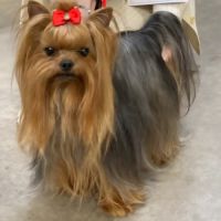 Chiot yorkshire femelle a réserver #4