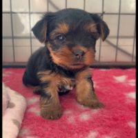 Chiot yorkshire femelle a réserver #5