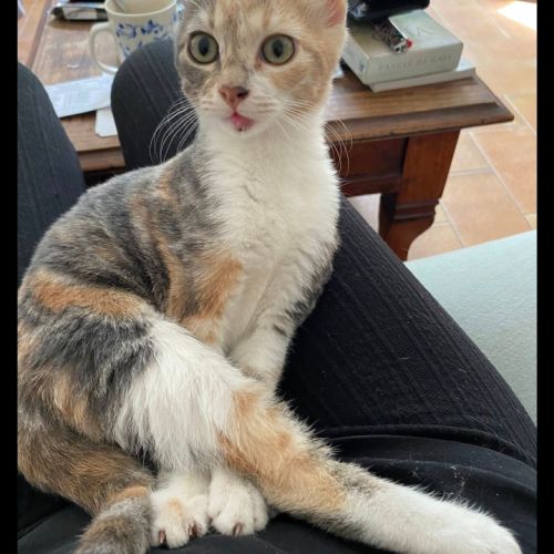 Bébé, minette adorable