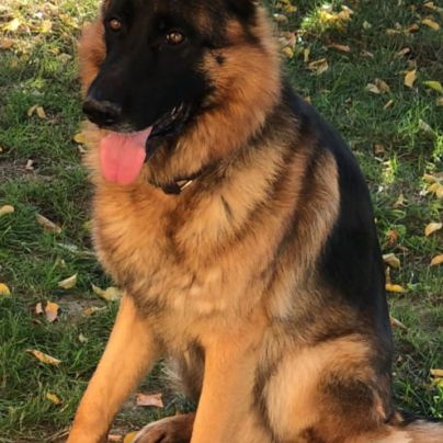 À donner berger allemand #1