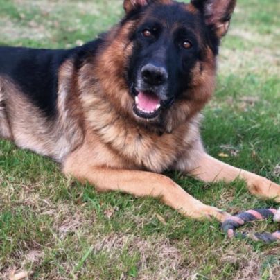 À donner berger allemand #0
