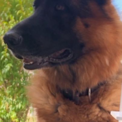 À donner berger allemand #4