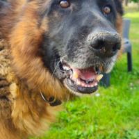 À donner berger allemand #2