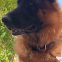 À donner berger allemand #4