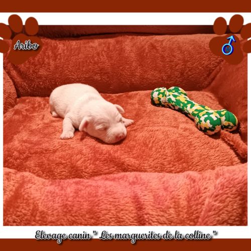 Chiots jack russell terrier à réserver . #2