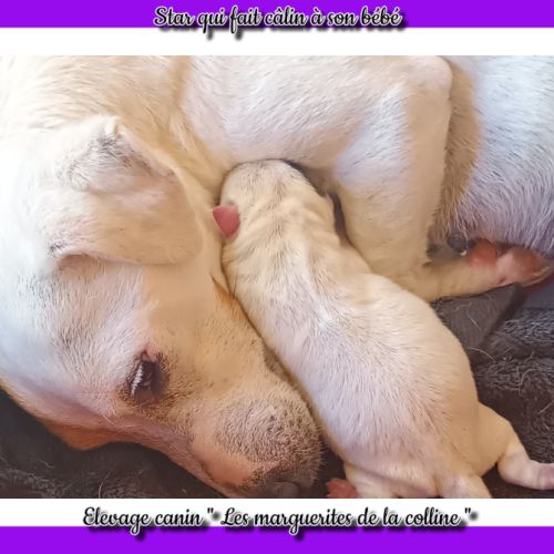 Chiots jack russell terrier à réserver . #4