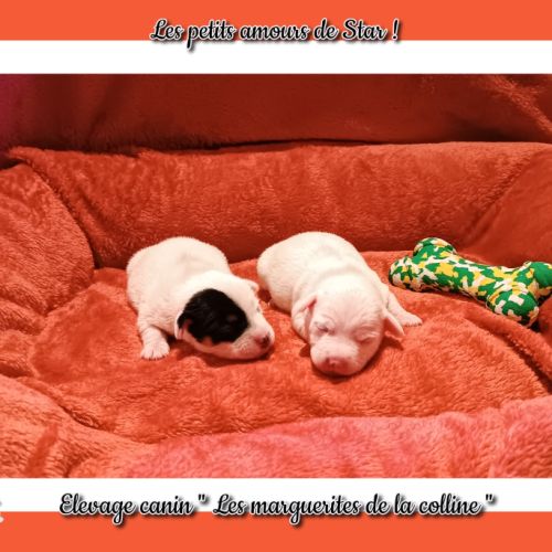 Chiots jack russell terrier à réserver . #5