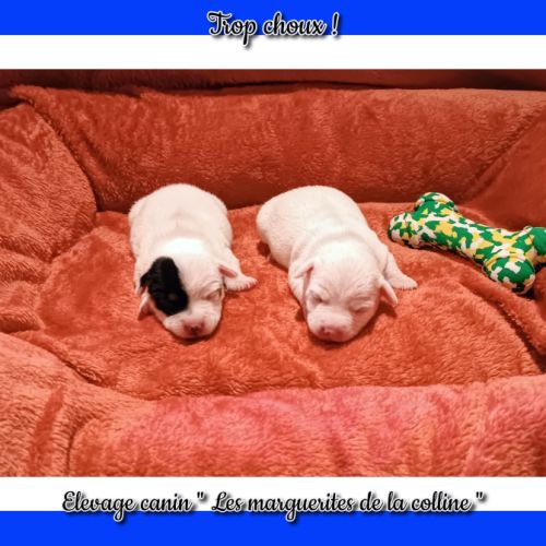 Chiots jack russell terrier à réserver .