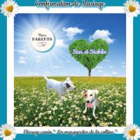 Chiots jack russell terrier à réserver . #1