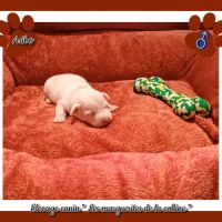 Chiots jack russell terrier à réserver . #2