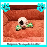 Chiots jack russell terrier à réserver . #3