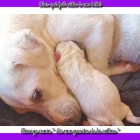 Chiots jack russell terrier à réserver . #4