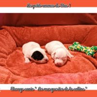 Chiots jack russell terrier à réserver . #5