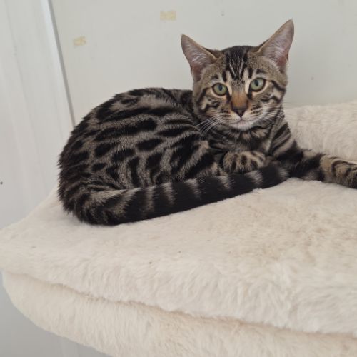 Chaton bengal loof #1