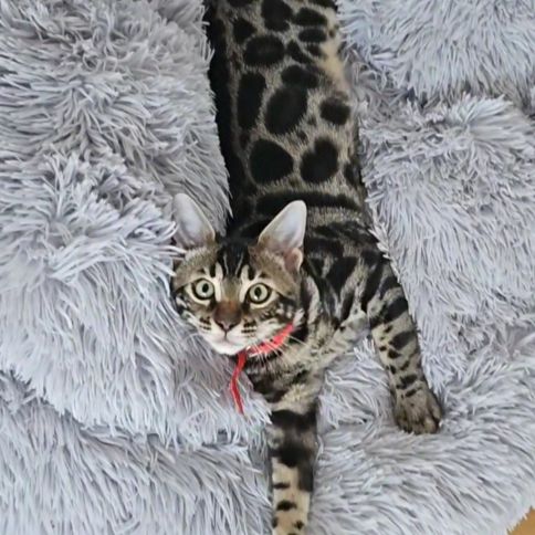 Chaton bengal loof #2