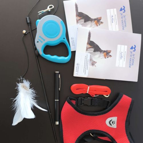 Chaton bengal loof #4