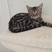 Chaton bengal loof #1