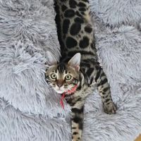 Chaton bengal loof #2