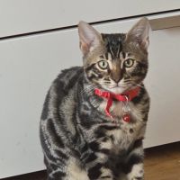 Chaton bengal loof #0