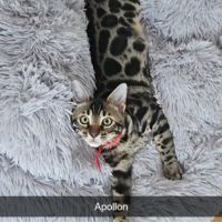 Chaton bengal loof #5