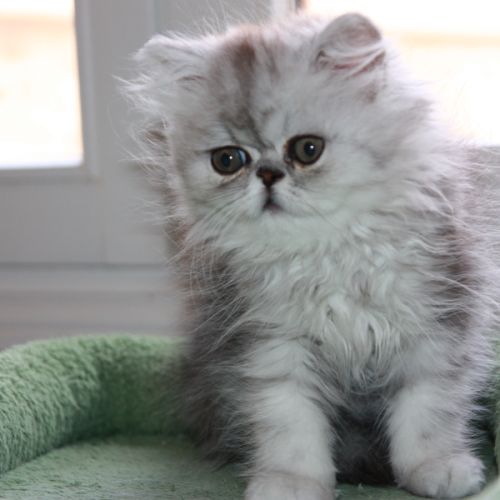 Chatons persan loof