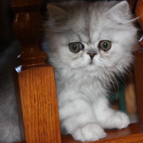 Chatons persan loof #2