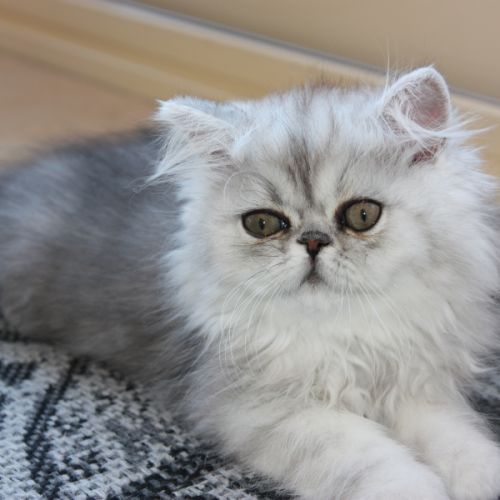 Chatons persan loof #3