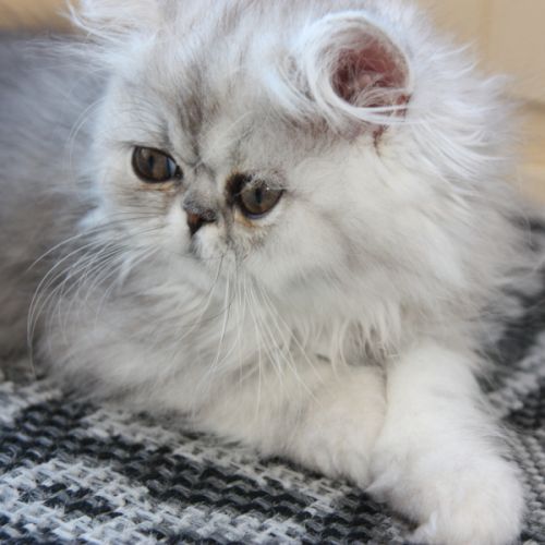 Chatons persan loof #4