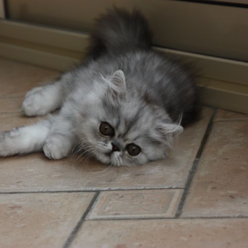 Chatons persan loof #5