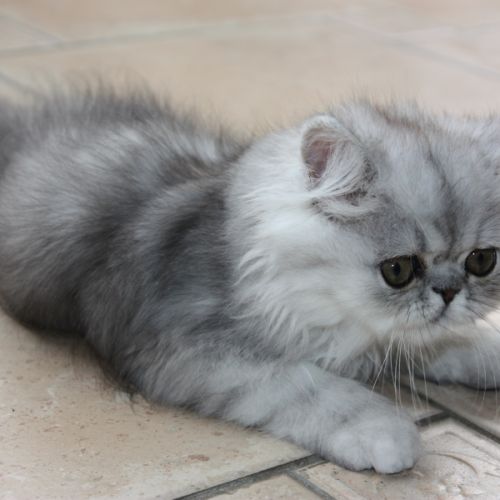 Chatons persan loof #6