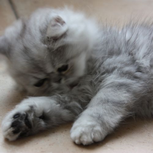 Chatons persan loof #7
