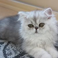 Chatons persan loof #3