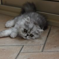 Chatons persan loof #5