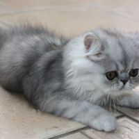 Chatons persan loof #6