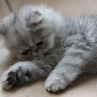 Chatons persan loof #7