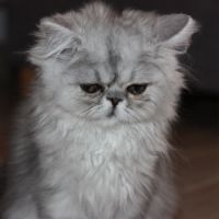 Chatons persan loof #8