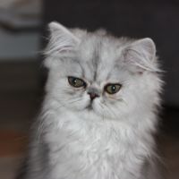 Chatons persan loof #9