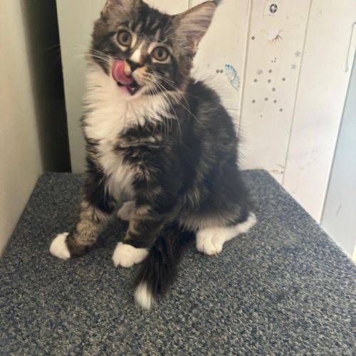 Chaton maine coon loof pedigree disponible #1