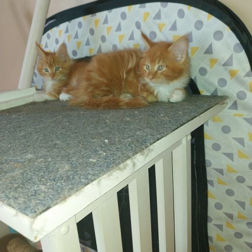 Chaton maine coon loof pedigree disponible #3