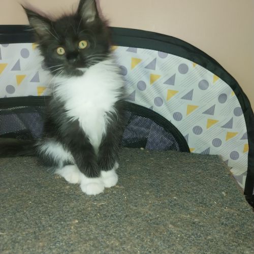 Chaton maine coon loof pedigree disponible #4