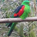 Recherche pérruche érythroptère #0