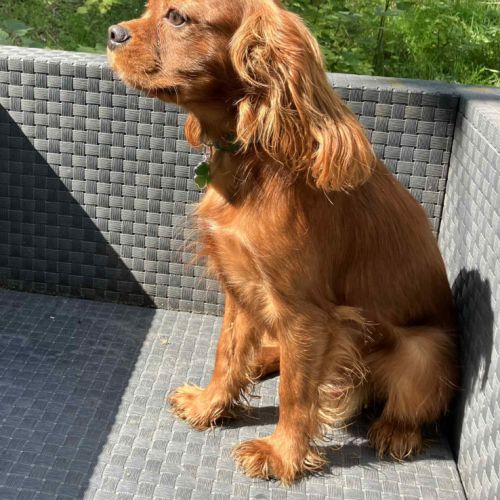 Jeune et beau male cavalier king charles lof ruby #1