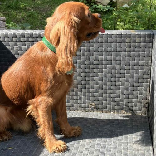 Jeune et beau male cavalier king charles lof ruby #5