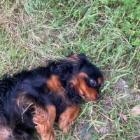 Jeune et beau male cavalier king charles lof noir #2