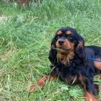 Jeune et beau male cavalier king charles lof noir #4