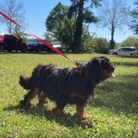 Jeune et beau male cavalier king charles lof noir #6