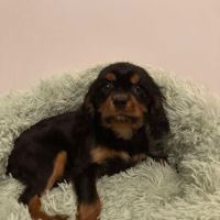 Jeune et beau male cavalier king charles lof noir #7
