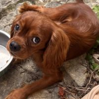 Jeune et beau male cavalier king charles lof ruby #6