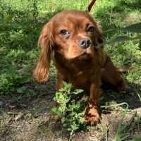 Jeune et beau male cavalier king charles lof ruby #7